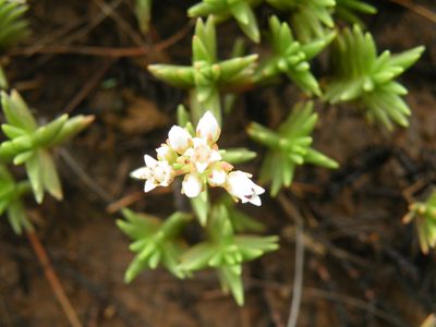 Crassula dependens, photographed by Antoinette Eyssell Knox