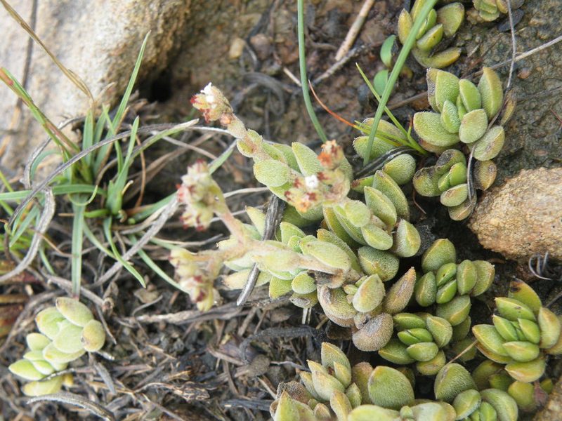 Crassula lanuginosa, photographed by Antoinette Eyssell Knox