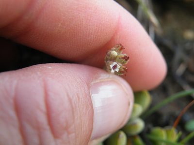 Crassula lanuginosa, photographed by Antoinette Eyssell Knox