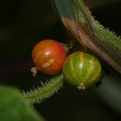 Cucumis maderaspatanus, photographed by Jonathan Whitaker