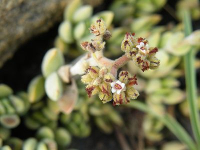 Crassula lanuginosa, photographed by Antoinette Eyssell Knox