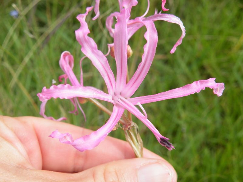 Nerine filifolia, photographed by Antoinette Eyssell Knox