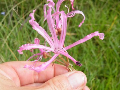 Nerine filifolia, photographed by Antoinette Eyssell Knox