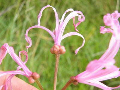 Nerine filifolia, photographed by Antoinette Eyssell Knox