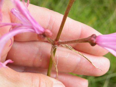 Nerine filifolia, photographed by Antoinette Eyssell Knox