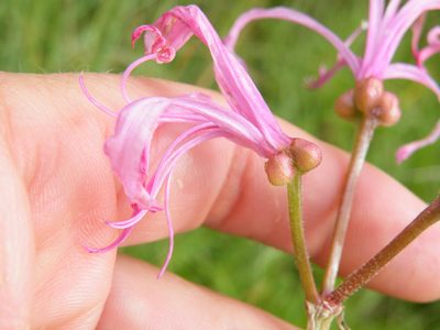 Nerine filifolia, photographed by Antoinette Eyssell Knox