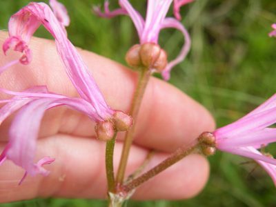 Nerine filifolia, photographed by Antoinette Eyssell Knox
