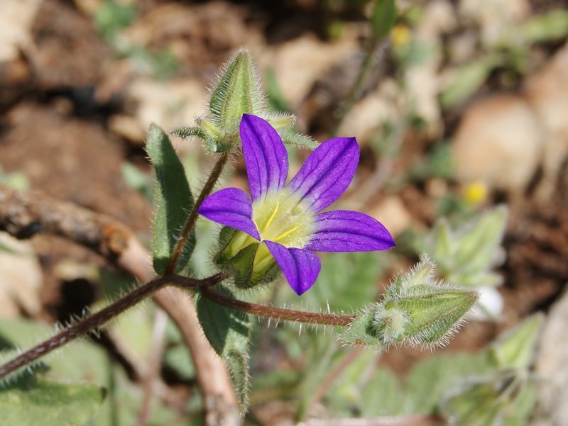 Campanula hierosolymitana, photographed by Nasser Halaweh