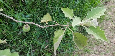 Solanum lichtensteinii, photographed by Suvarna Parbhoo Mohan