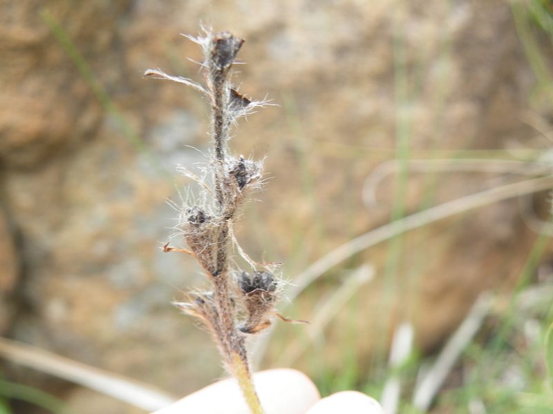 Hypoxis galpinii, photographed by Antoinette Eyssell Knox