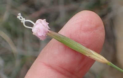 Dianthus micropetalus, photographed by Nicola van Berkel