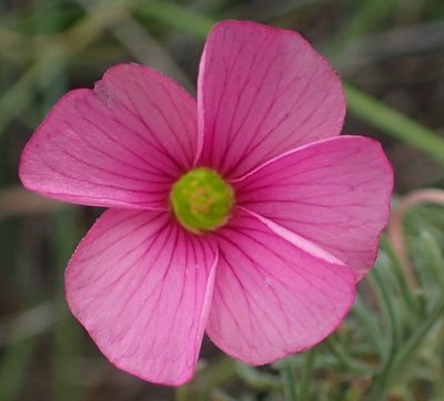 Oxalis bifurca, photographed by Nicola van Berkel