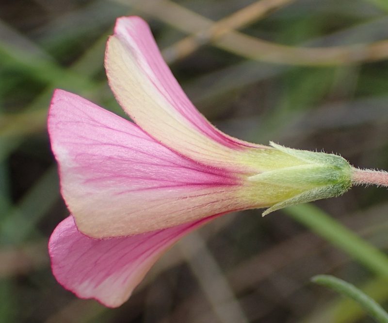 Oxalis bifurca, photographed by Nicola van Berkel