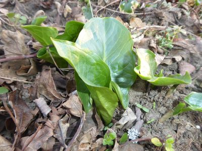 Arum cylindraceum, photographed by Michael Andresek