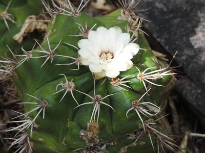 Gymnocalycium paediophilum, photographed by K. Musálem