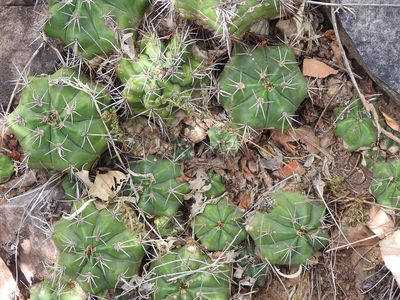 Gymnocalycium paediophilum, photographed by K. Musálem