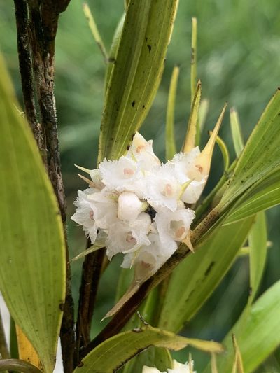 Elleanthus albiflorus, photographed by Círculo de Investigación en Taxonomía, Florística y Ecología Vegetal