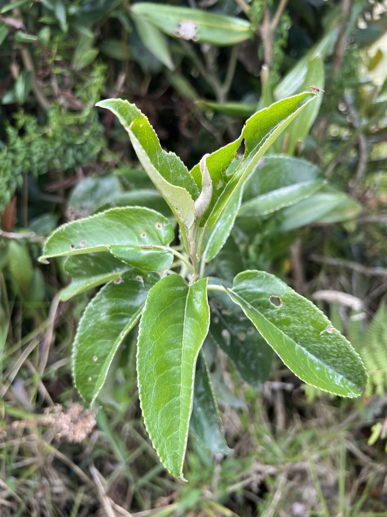 Pentacalia americana, photographed by Nicolás Baresch Uribe
