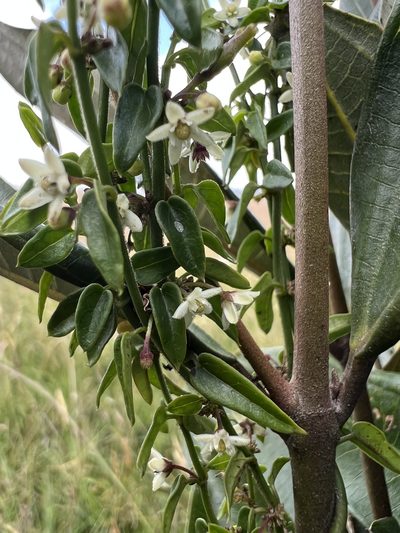 Scyphostelma tenellum, photographed by Nicolás Baresch Uribe