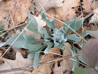 Pardoglossum cheirifolium, photographed by David Delon