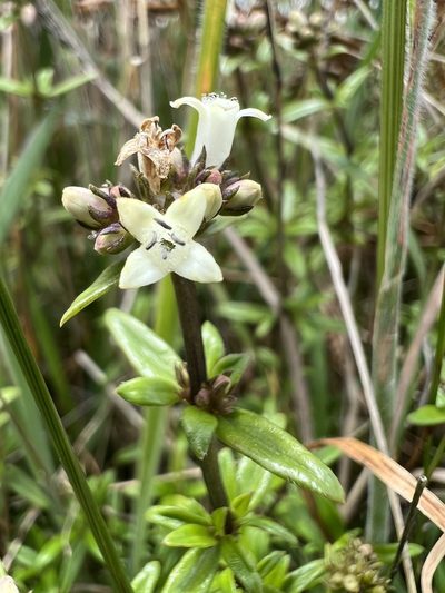 Galianthe bogotensis, photographed by Nicolás Baresch Uribe