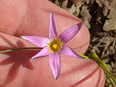 Romulea rosea, photographed by Justin