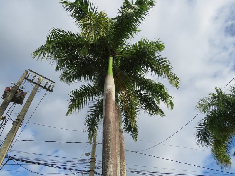 Roystonea borinquena, photographed by Светлана Царахова