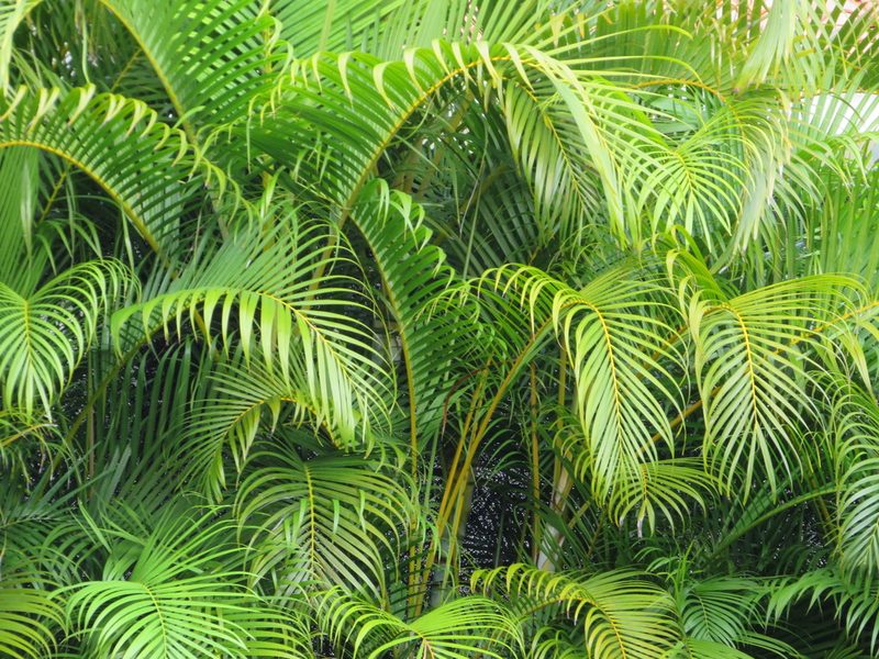 Chrysalidocarpus lutescens, photographed by Светлана Царахова