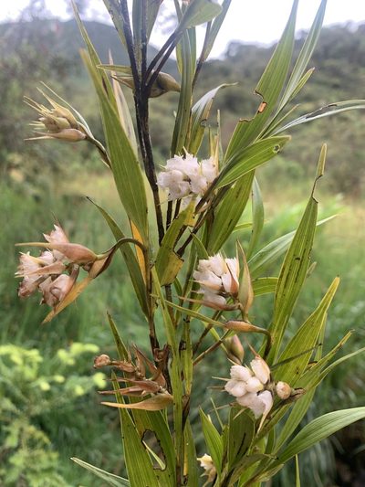 Elleanthus albiflorus, photographed by Círculo de Investigación en Taxonomía, Florística y Ecología Vegetal