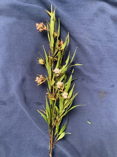 Elleanthus albiflorus, photographed by Círculo de Investigación en Taxonomía, Florística y Ecología Vegetal