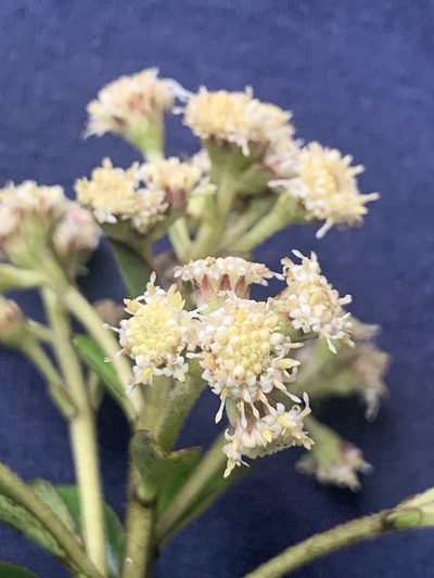 Baccharis oblongifolia, photographed by Círculo de Investigación en Taxonomía, Florística y Ecología Vegetal