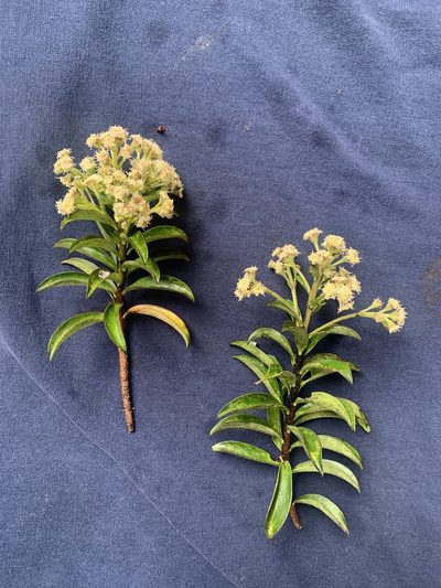 Baccharis oblongifolia, photographed by Círculo de Investigación en Taxonomía, Florística y Ecología Vegetal