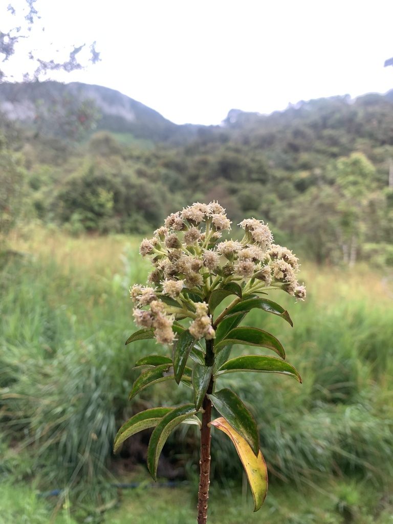 Baccharis oblongifolia, photographed by Círculo de Investigación en Taxonomía, Florística y Ecología Vegetal