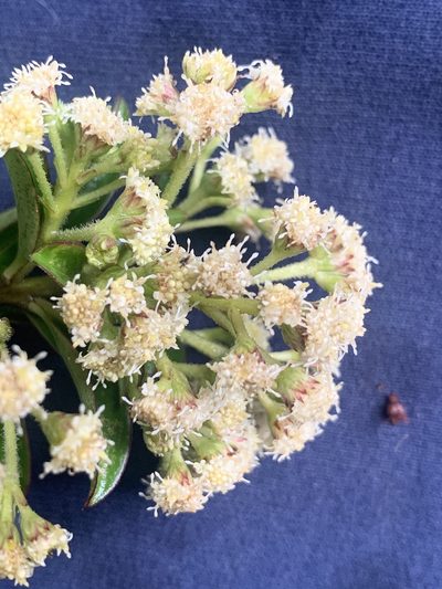 Baccharis oblongifolia, photographed by Círculo de Investigación en Taxonomía, Florística y Ecología Vegetal
