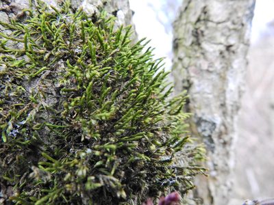 Cryphaea heteromalla, photographed by Susan Marley