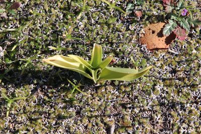 Fritillaria biflora, photographed by Millie Basden