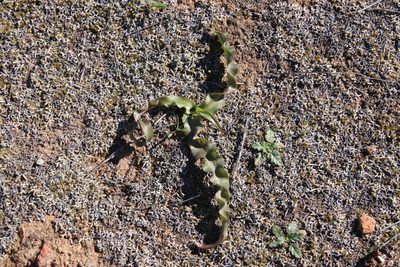 Hooveria parviflora, photographed by Millie Basden