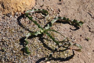 Hooveria parviflora, photographed by Millie Basden