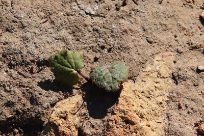Jepsonia parryi, photographed by Millie Basden