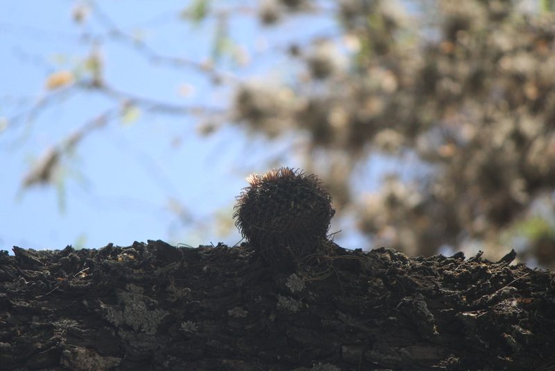 Mammillaria uncinata, photographed by José Belem Hernández Díaz