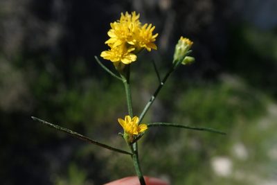 Gutierrezia sarothrae, photographed by Millie Basden