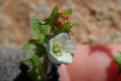 Pholistoma racemosum, photographed by Millie Basden