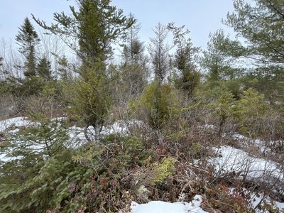 Picea mariana, photographed by Mary E. Macaulay, P.Eng.