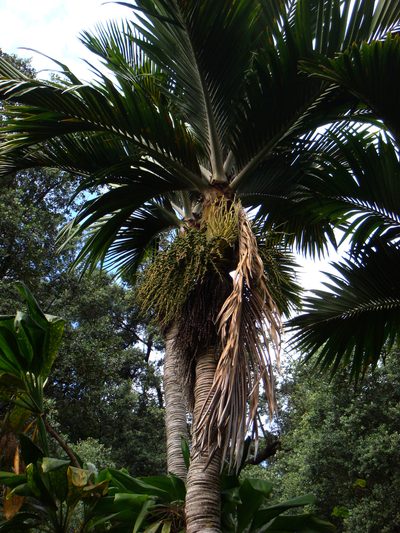 Rhopalostylis baueri, photographed by Peter de Lange
