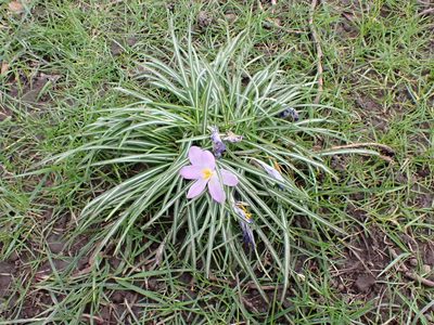 Crocus tommasinianus, photographed by Anthony O'Leary