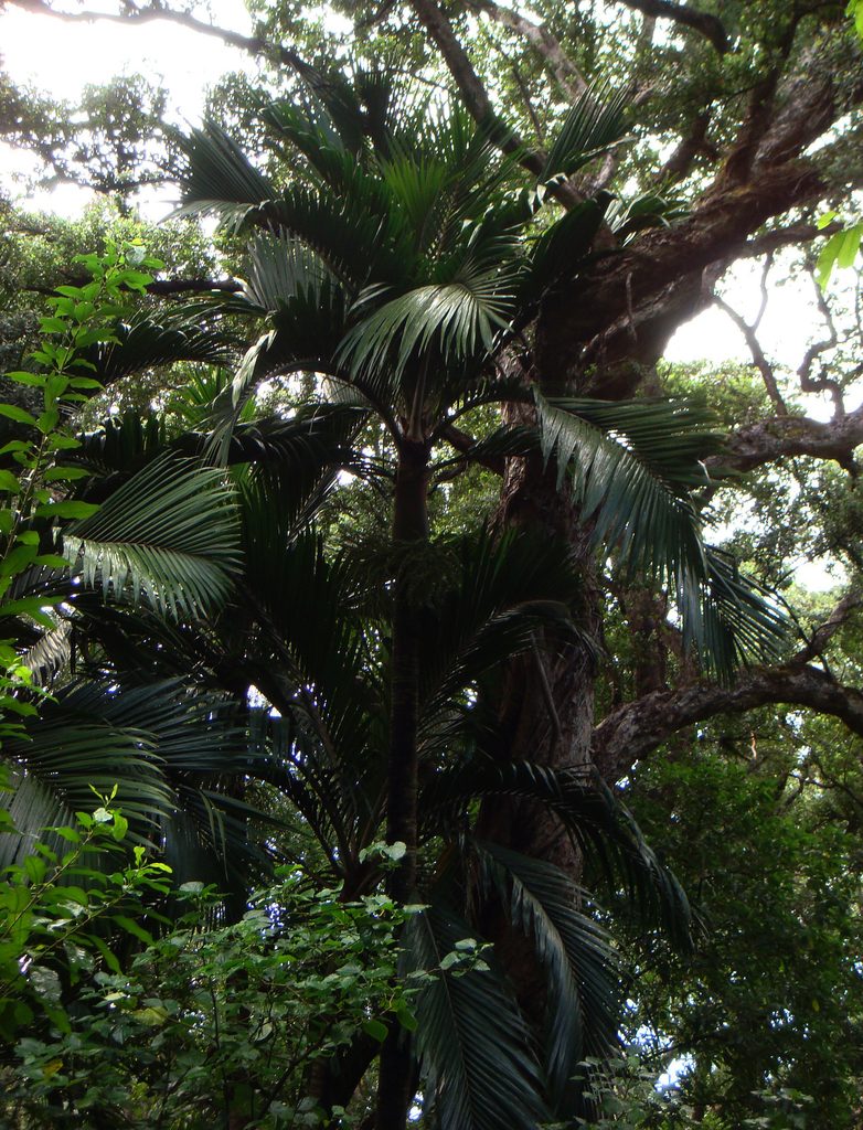 Rhopalostylis baueri, photographed by Peter de Lange