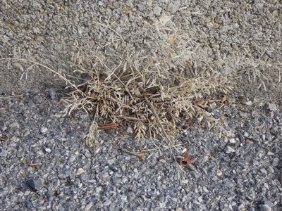Eragrostis minor, photographed by Patrick Hacker
