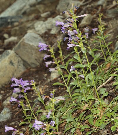 Penstemon papillatus, photographed by Steve Matson