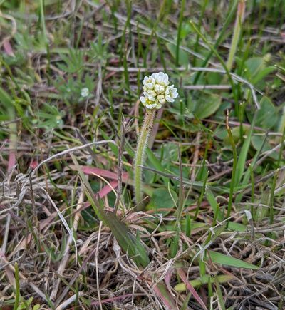 Micranthes fragosa, photographed by Dominic Gentilcore