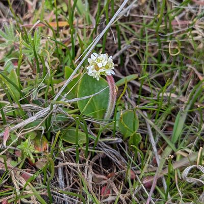 Micranthes fragosa, photographed by Dominic Gentilcore